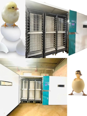 Stainless Steel Single Stage Incubator 1000W Power