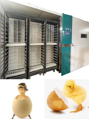 comprar Huevo automático del pollo del gran escala que trama la máquina que trama la tarifa el 98% online manufacture