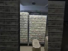 ¿Cuál es el tipo más común de incubadora?